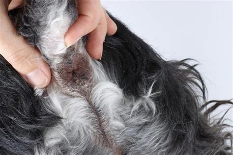 dog has lump near anus|A Pet Owners Guide to Anal Gland Cancer in Dogs: Causes,.